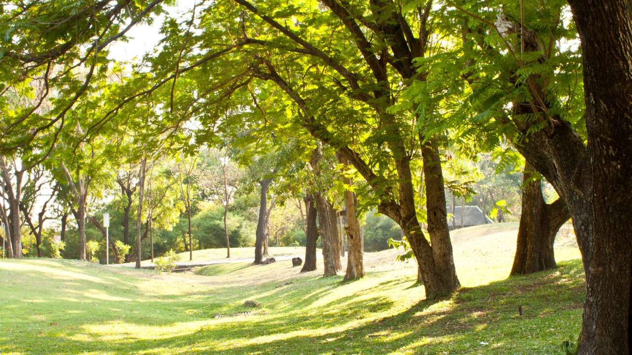 Green Escapes Near Penrith: Top Parks and Trails for the Nature Lover